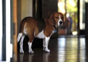 beagle