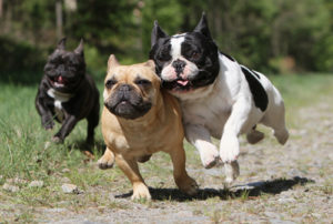 buldog francuski